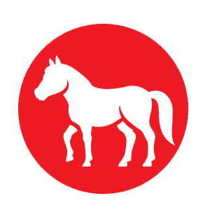 equine feed products